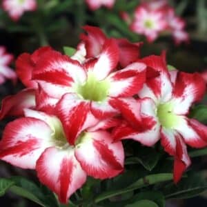 Adenium obesum India, Adenium obesum cv. India, Rose du désert 'India', Culture d'Adenium obesum 'India'