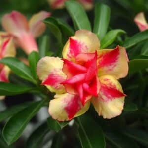Adenium obesum Jaruntong, Adenium obesum cv. Jaruntong, Rose du désert 'Jaruntong', Culture d'Adenium obesum 'Jaruntong'