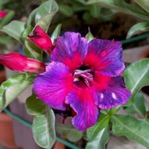 Adenium obesum Kaleidoscope, Adenium obesum cv. Kaleidoscope, Rose du désert 'Kaleidoscope', Culture d'Adenium obesum 'Kaleidoscope'