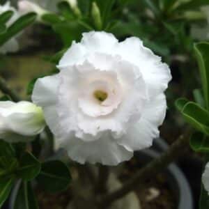 Adenium obesum Kawhema, Adenium obesum cv. Kawhema, Rose du désert 'Kawhema', Culture d'Adenium obesum 'Kawhema'