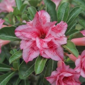 Adenium obesum Laymungorn, Adenium obesum cv. Laymungorn, Rose du désert 'Laymungorn', Culture d'Adenium obesum 'Laymungorn'