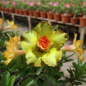 Adenium obesum Loungnumchok, Adenium obesum cv. Loungnumchok, Rose du désert 'Loungnumchok', Culture d'Adenium obesum 'Loungnumchok'