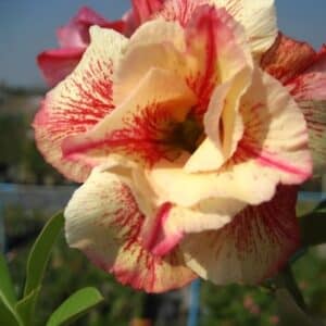 Adenium obesum Luanglai, Adenium obesum cv. Luanglai, Rose du désert 'Luanglai', Culture d'Adenium obesum 'Luanglai'