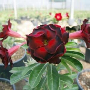 Adenium obesum Lucknirun, Adenium obesum cv. Lucknirun, Rose du désert 'Lucknirun', Culture d'Adenium obesum 'Lucknirun'