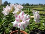 Adenium obesum Lucky, Adenium obesum cv. Lucky, Rose du désert 'Lucky', Culture d'Adenium obesum 'Lucky'