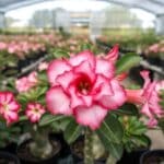 Adenium obesum Maneechan , Adenium obesum cv. Maneechan , Rose du désert 'Maneechan ', culture d'Adenium obesum 'Maneechan '