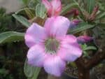 Adenium obesum Moungcerry, Adenium obesum cv. Moungcerry, Rose du désert 'Moungcerry', Culture d'Adenium obesum 'Moungcerry'