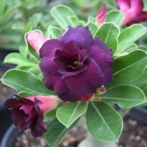 Adenium obesum Moungdum, Adenium obesum cv. Moungdum, Rose du désert 'Moungdum', Culture d'Adenium obesum 'Moungdum'