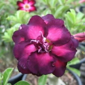 Adenium obesum Moungkusuma, Adenium obesum cv. Moungkusuma, Rose du désert 'Moungkusuma', Culture d'Adenium obesum 'Moungkusuma'