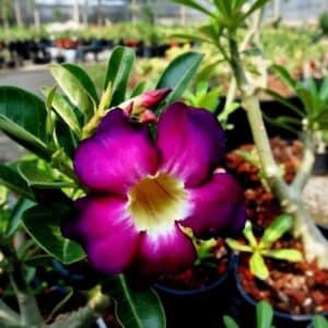 Adenium obesum Mueng Mongkol, Adenium obesum cv. Mueng Mongkol, Rose du désert 'Mueng Mongkol', Culture d'Adenium obesum 'Mueng Mongkol'