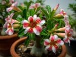 Adenium obesum Mungornyok, Adenium obesum cv. Mungornyok, Rose du désert 'Mungornyok', Culture d'Adenium obesum 'Mungornyok'