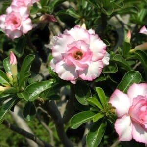 Adenium obesum Nangngam, Adenium obesum cv. Nangngam, Rose du désert 'Nangngam', Culture d'Adenium obesum 'Nangngam'