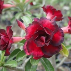 Adenium obesum Ninja, Adenium obesum cv. Ninja, Rose du désert 'Ninja', Culture d'Adenium obesum 'Ninja'