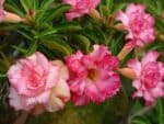 Adenium obesum Nuan Lao, Adenium obesum cv. Nuan Lao, Rose du désert 'Nuan Lao', Culture d'Adenium obesum 'Nuan Lao'