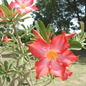 Adenium obesum Orange Hybrid, Adenium obesum cv. Orange Hybrid, Rose du désert 'Orange Hybrid', Culture d'Adenium obesum 'Orange Hybrid'