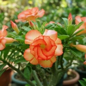Adenium obesum Orange pallet, Adenium obesum cv. Orange pallet, Rose du désert 'Orange pallet', Culture d'Adenium obesum 'Orange pallet'