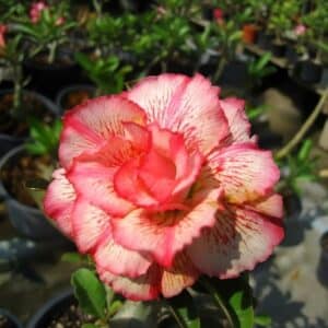 Adenium obesum Petsayrung, Adenium obesum cv. Petsayrung, Rose du désert 'Petsayrung', Culture d'Adenium obesum 'Petsayrung'