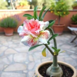 Adenium obesum Pink Panther, Adenium obesum cv. Pink Panther, Rose du désert 'Pink Panther', Culture d'Adenium obesum 'Pink Panther'