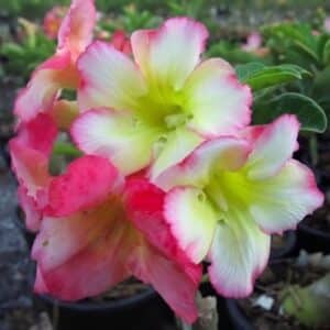 Adenium obesum Pink Lemon, Adenium obesum cv. Pink Lemon, Rose du désert 'Pink Lemon', Culture d'Adenium obesum 'Pink Lemon'