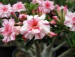 Adenium obesum Puangchompoo, Adenium obesum cv. Puangchompoo, Rose du désert 'Puangchompoo', Culture d'Adenium obesum 'Puangchompoo'