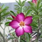 Adenium obesum Ultraviolet, Adenium obesum cv. Ultraviolet, Rose du désert 'Ultraviolet', Culture d'Adenium obesum 'Ultraviolet'
