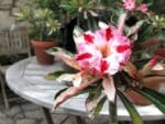Adenium obesum Rainbow Diamond, Adenium obesum cv. Rainbow Diamond, Rose du désert 'Rainbow Diamond', Culture d'Adenium obesum 'Rainbow Diamond'