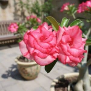 Adenium obesum Rose, Adenium obesum cv. Rose, Rose du désert 'Rose', Culture d'Adenium obesum 'Rose'