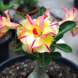 Adenium obesum Rose Yellow, Adenium obesum cv. Rose Yellow, Rose du désert 'Rose Yellow', Culture d'Adenium obesum 'Rose Yellow'