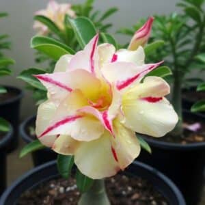 Adenium obesum Rose Yellow, Adenium obesum cv. Rose Yellow, Rose du désert 'Rose Yellow', Culture d'Adenium obesum 'Rose Yellow'