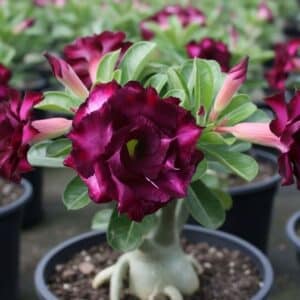 Adenium obesum Royal Queen, Adenium obesum cv. Royal Queen, Rose du désert 'Royal Queen', Culture d'Adenium obesum 'Royal Queen'