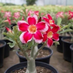 Adenium obesum Santa, Adenium obesum cv. Santa, Rose du désert 'Santa', Culture d'Adenium obesum 'Santa'
