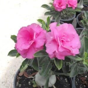 Adenium obesum Shocky Pink, Adenium obesum cv. Shocky Pink, Rose du désert 'Shocky Pink', Culture d'Adenium obesum 'Shocky Pink'