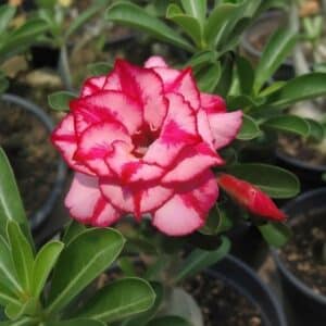 Adenium obesum Siam, Adenium obesum cv. Siam, Rose du désert 'Siam', Culture d'Adenium obesum 'Siam'