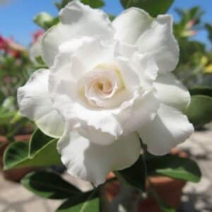 Adenium obesum Snow White, Adenium obesum cv. Snow White, Rose du désert 'Snow White', Culture d'Adenium obesum 'Snow White'