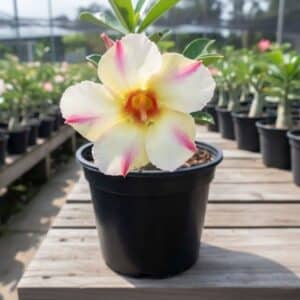 Adenium obesum Star of Yellow Dream, Adenium obesum cv. Star of Yellow Dream, Rose du désert 'Star of Yellow Dream', Culture d'Adenium obesum 'Star of Yellow Dream'
