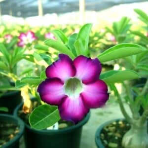 Adenium obesum Star Violet, Adenium obesum cv. Star Violet, Rose du désert 'Star Violet', Culture d'Adenium obesum 'Star Violet'