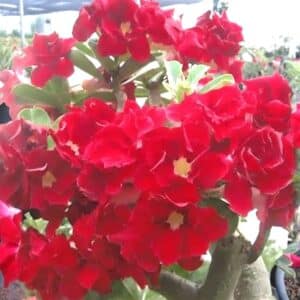 Adenium obesum Strawberry Sunday, Adenium obesum cv. Strawberry Sunday, Rose du désert 'Strawberry Sunday', Culture d'Adenium obesum 'Strawberry Sunday'