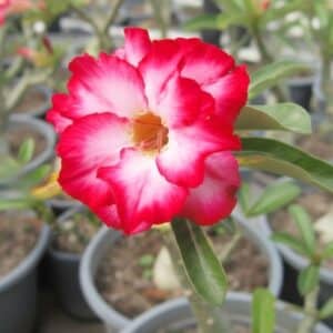 Adenium obesum Sukuom, Adenium obesum cv. Sukuom, Rose du désert 'Sukuom', Culture d'Adenium obesum 'Sukuom'