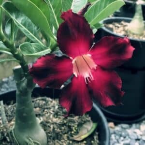 Adenium obesum Super Black, Adenium obesum cv. Super Black, Rose du désert 'Super Black', Culture d'Adenium obesum 'Super Black'