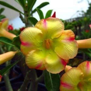 Adenium obesum Super Moon, Adenium obesum cv. Super Moon, Rose du désert 'Super Moon', Culture d'Adenium obesum 'Super Moon'