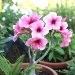 Adenium obesum Sweet Heart, Adenium obesum cv. Sweet Heart, Rose du désert 'Sweet Heart', Culture d'Adenium obesum 'Sweet Heart'