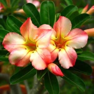 Adenium obesum Tong Aumpan, Adenium obesum cv. Tong Aumpan, Rose du désert 'Tong Aumpan', Culture d'Adenium obesum 'Tong Aumpan'