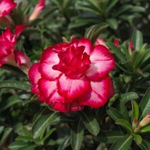 Adenium obesum Triple Formaza, Adenium obesum cv. Triple Formaza, Rose du désert 'Triple Formaza', Culture d'Adenium obesum 'Triple Formaza'