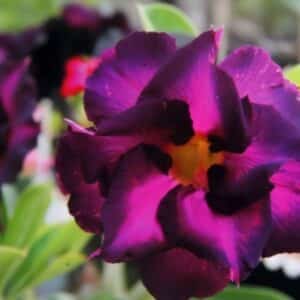 Adenium obesum Triple Magenta, Adenium obesum cv. Triple Magenta, Rose du désert 'Triple Magenta', Culture d'Adenium obesum 'Triple Magenta'