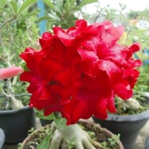 Adenium obesum Udomsap, Adenium obesum cv. Udomsap, Rose du désert 'Udomsap', Culture d'Adenium obesum 'Udomsap'