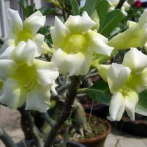 Adenium obesum Vanilla Ice, Adenium obesum cv. Vanilla Ice, Rose du désert 'Vanilla Ice', Culture d'Adenium obesum 'Vanilla Ice'