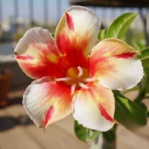Adenium obesum Veelunda, Adenium obesum cv. Veelunda, Rose du désert 'Veelunda', Culture d'Adenium obesum 'Veelunda'