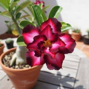 Adenium obesum Violet City, Adenium obesum cv. Violet City, Rose du désert 'Violet City', Culture d'Adenium obesum 'Violet City'