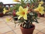 Adenium obesum Yellow Mahamongkol, Adenium obesum cv. Yellow Mahamongkol, Rose du désert 'Yellow Mahamongkol', Culture d'Adenium obesum 'Yellow Mahamongkol'