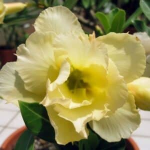Adenium obesum Yellow Smile, Adenium obesum cv. Yellow Smile, Rose du désert 'Yellow Smile', Culture d'Adenium obesum 'Yellow Smile'